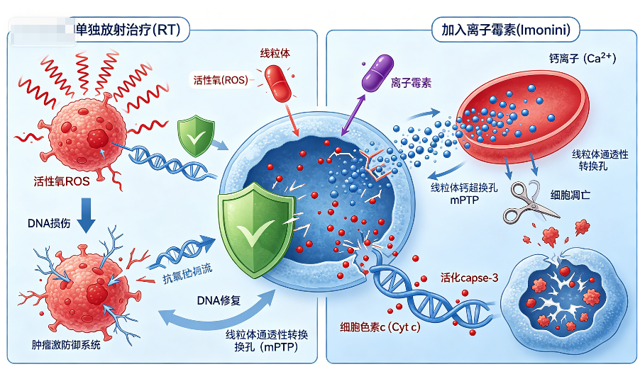 Ionomycin enhances radiosensitivity in breast cancer through reactive oxygen species generation and mitochondrial permeability transition pore opening.