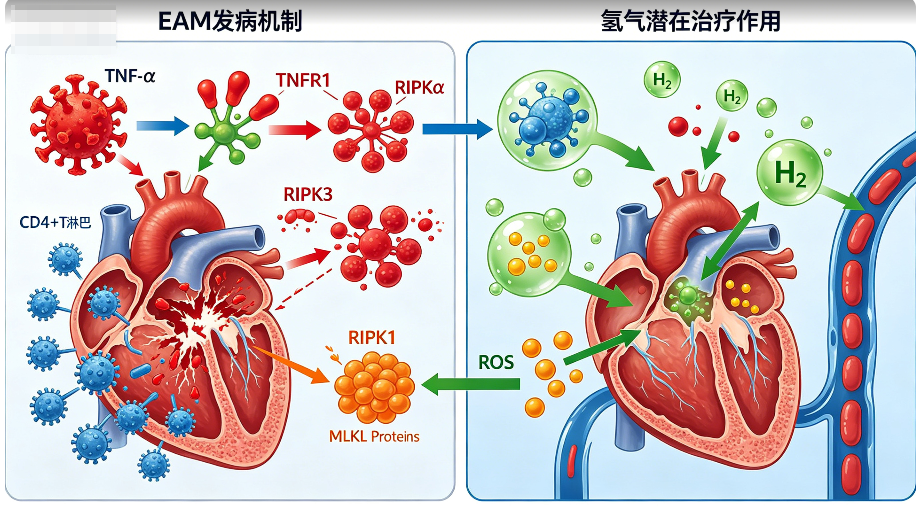 氢气治疗免疫性心肌炎  信号通路研究
