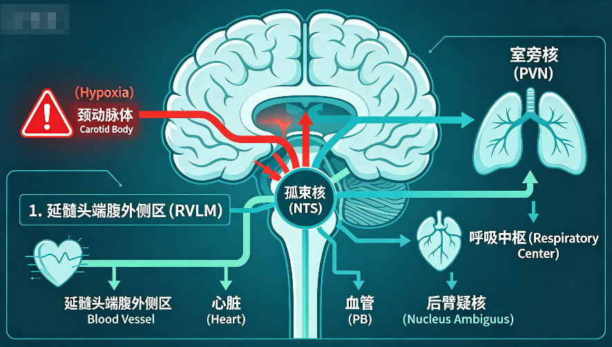 Molecular changes in hypoxia-induced central neural circuits and nuclei.