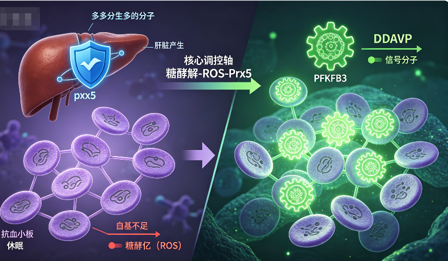 Glycolysis-dependent reactive oxygen species mediate desmopressin acetate-induced rescue of platelet dysfunction caused by antiplatelet therapy.