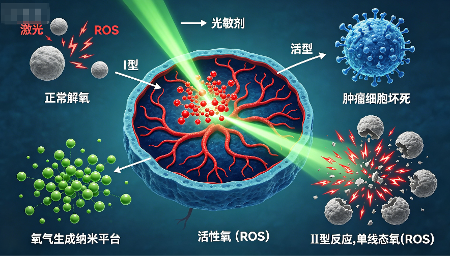 Photodynamic therapy: research progress and paradigm evolution from mechanism innovation to clinical breakthrough in cancers.