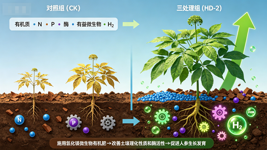 氢肥用于大田人参种植【延边】