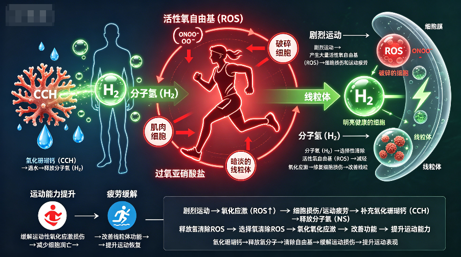 氢化珊瑚钙生物医学效应研究进展