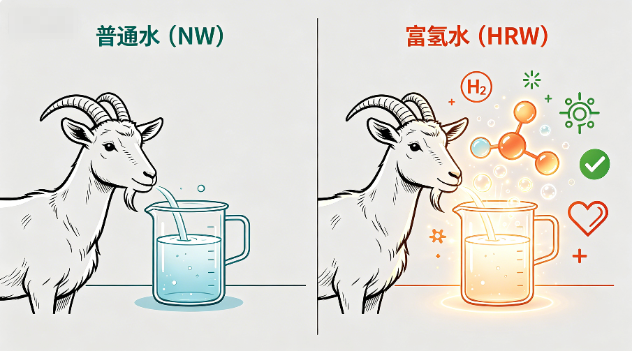 喝氢水羊奶品质提高