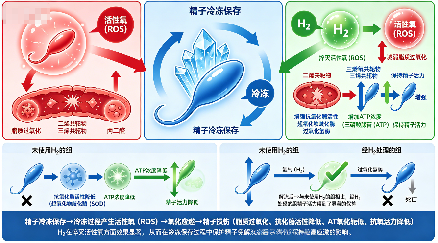 公牛精子也能被氢气保护