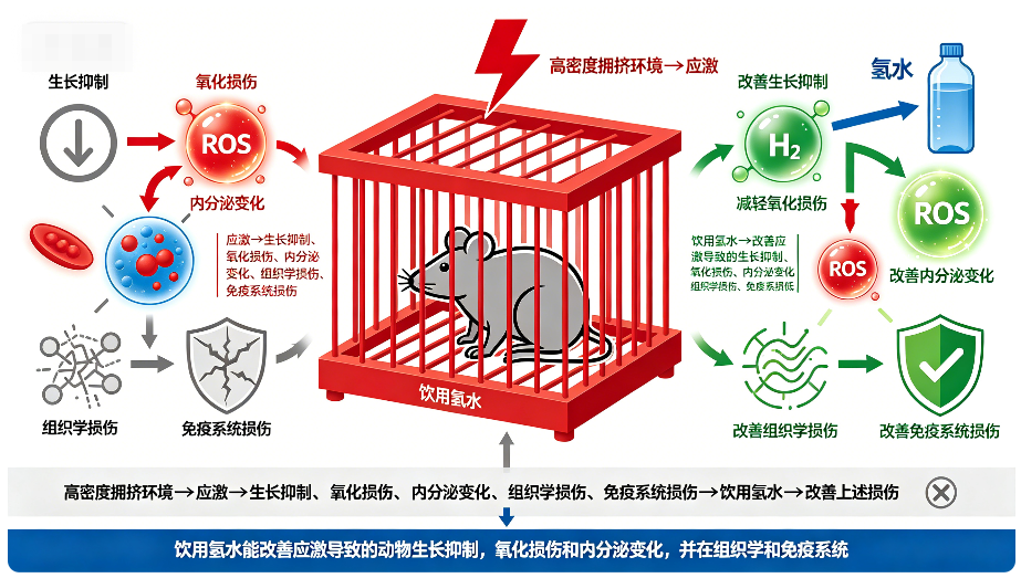 环境拥挤不利健康，氢水有望防护