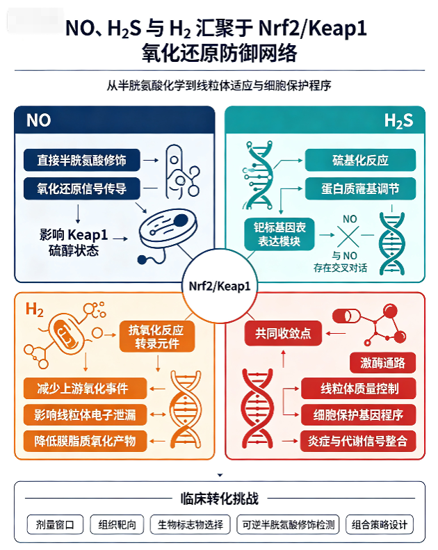 Therapeutic gases and the Nrf2/Keap1 pathway: direct thiol modification vs. indirect modulation.