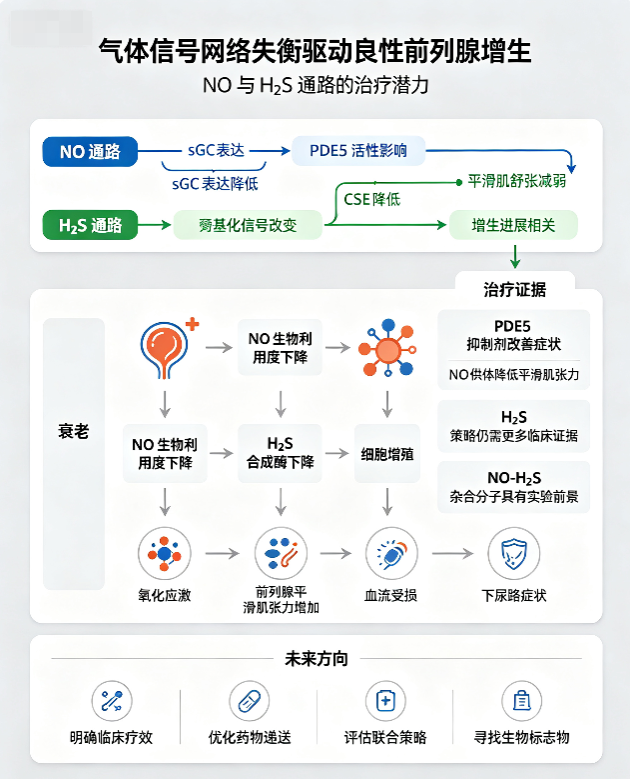 Nitric oxide and hydrogen sulfide signaling pathways are involved in benign prostatic hyperplasia: pathophysiological development and novel therapeutic strategies.