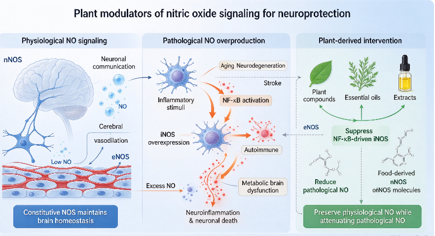Regulators of nitric oxide signaling pathway in the central nervous system: the role of plant bioactive products.