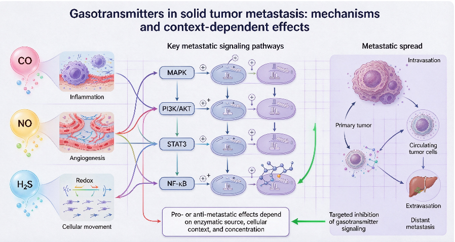 Gasotransmitters in cancer metastasis: insights from the biology of carbon monoxide, nitric oxide, and hydrogen sulfide.