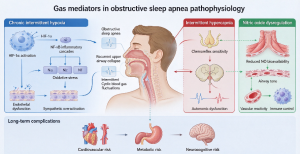 Oxygen, carbon dioxide, and nitric oxide: role in the pathophysiology of obstructive sleep apnea.